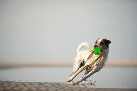 Parson Russel Terrier fetching a toy