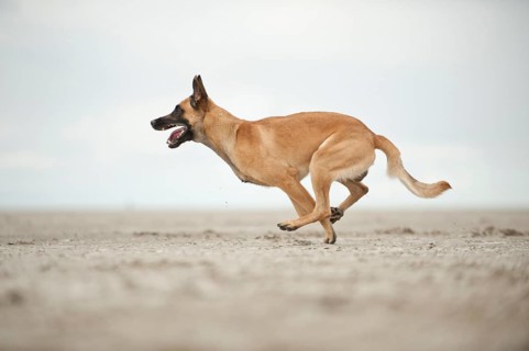 Hollandse Herdershond