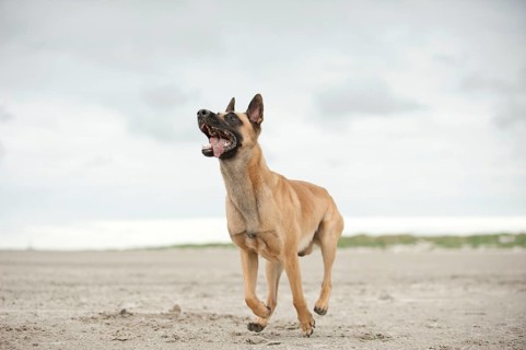 Hollandse Herdershond