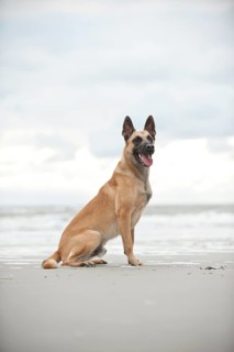 Hollandse Herdershond