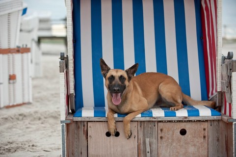 Hollandse Herdershond