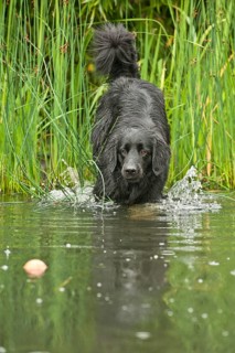 Black Hovawart standing in a pond