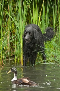 Black Hovawart standing in a pond