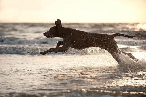 Weimaraner running in the water