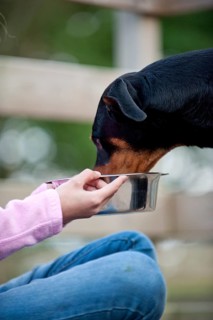 Doberman eating from a feeding dish