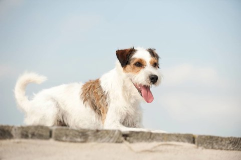 Lying Parson Russell Terrier