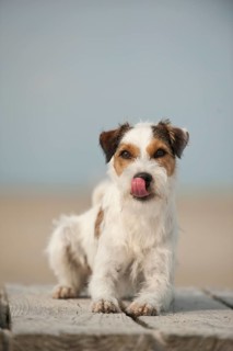 Lying Parson Russell Terrier