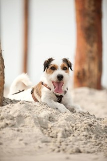 Parson Russell Terrier lying on the beach while tied to a pole