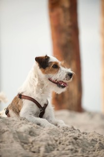 Parson Russell Terrier lying on the beach while tied to a pole