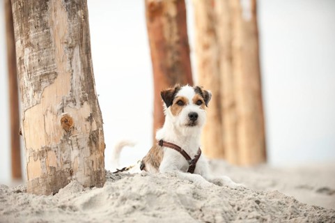 Parson Russell Terrier lying on the beach while tied to a pole