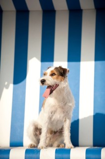 Parson Russell Terrier sitting in a beach chair