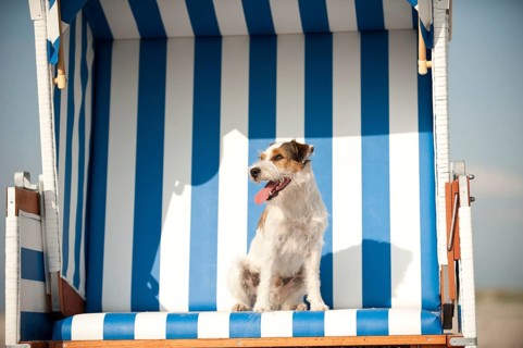 Parson Russell Terrier sitting in a beach chair