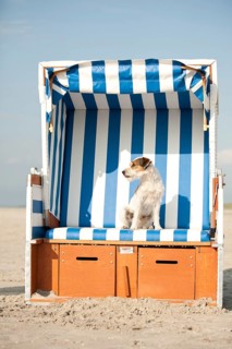 Parson Russell Terrier sitting in a beach chair