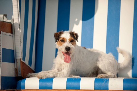 Parson Russell Terrier lying in a beach chair
