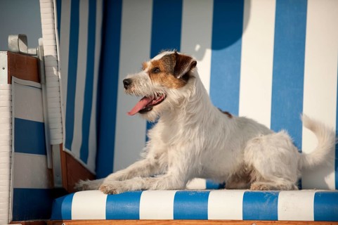 Parson Russell Terrier lying in a beach chair