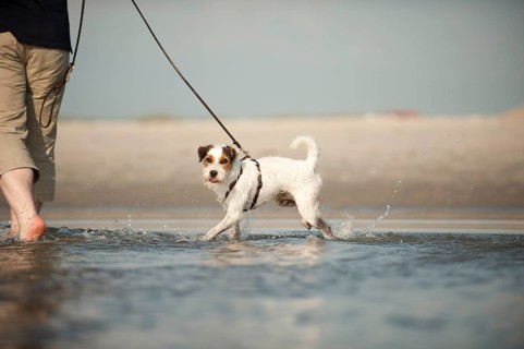 Parson Russell Terrier walking on a leash through the water