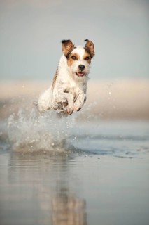 Parson Russell Terrier running through the water