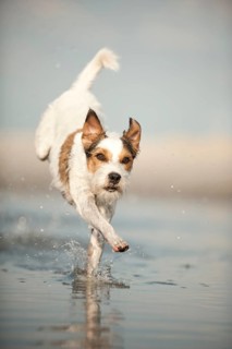 Parson Russell Terrier running through the water