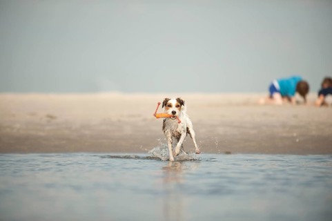 Parson Russell Terrier playing at the beach
