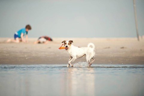 Parson Russell Terrier playing at the beach