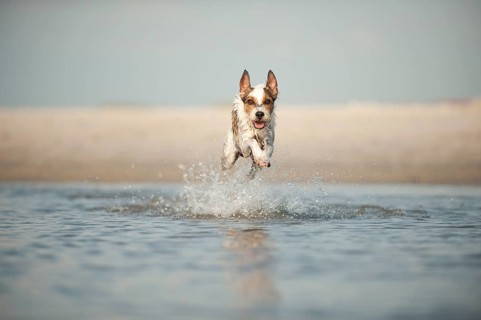 Parson Russell Terrier running through the water