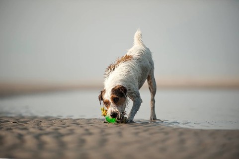 Parson Russell Terrier playing at the beach