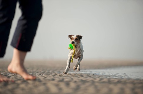 Parson Russell Terrier playing with the dog owner on the beach