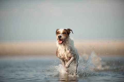 Parson Russell Terrier running through water