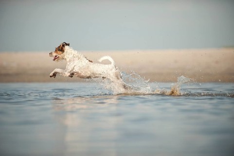 Parson Russell Terrier running through water