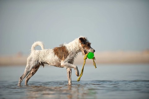 Parson Russell Terrier playing at the beach