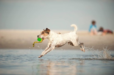 Parson Russell Terrier playing at the beach
