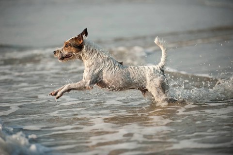 Parson Russell Terrier playing in the water