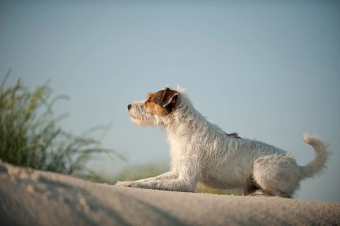 Parson Russell Terrier lying on a sand dune