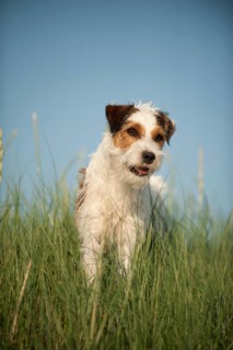 Parson Russell Terrier standing in grass