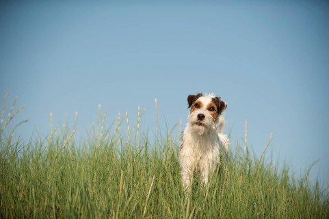 Parson Russell Terrier standing in the grass