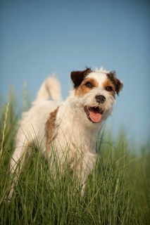 Parson Russell Terrier standing in grass