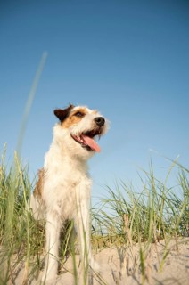 Parson Russell Terrier sitting in the grass