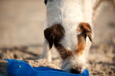 Parson Russell Terrier drinking from a water bowl