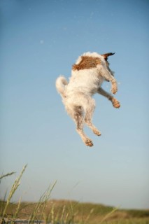 Jumping Jack Russell Terrier