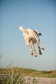 Jumping Jack Russell Terrier