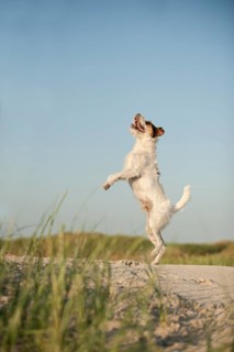 Jumping Jack Russell Terrier