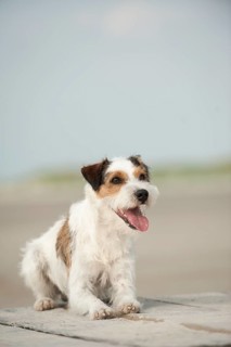Lying Parson Russell Terrier