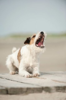 Lying Parson Russell Terrier