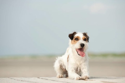 Lying Parson Russell Terrier