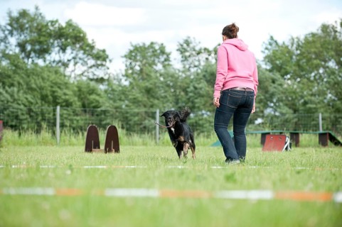 Woman longeing a mixed-breed dog