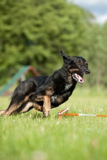 Mixed-breed dog during longeing training