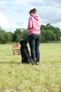 Woman playing flyball with a mixed-breed dog