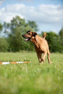 Mixed-breed dog during longeing training