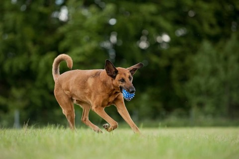 Mixed-breed dog retrieving a ball