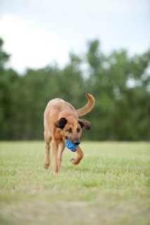Mixed-breed dog retrieving a ball